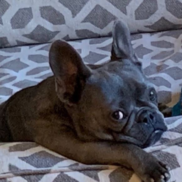 Meet your Posher, Lauren - Picture 1 of 1